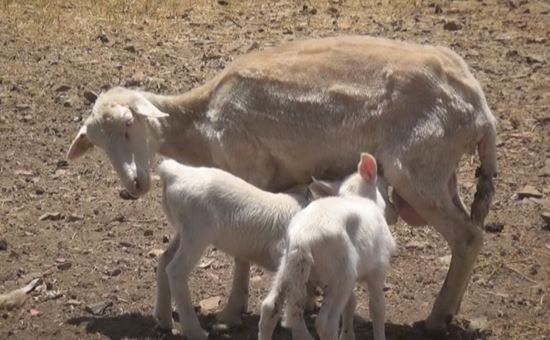 ovis tutte le novit nel settore ovicaprino in sardegna