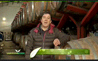valorizziamo la vernaccia