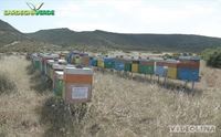 sardegna verde a marrubiu