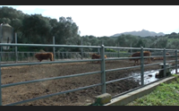 la gallura terra dei bovini limousine migliaia gli allevamenti sul territorio