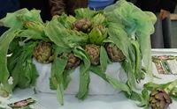 carciofi gioie e dolori
