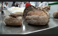 alghero dai laboratori di porto conte ricerche i segreti del pane