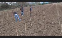 ad assolo i giovani rilanciano la viticoltura ecco le nostre nuove vigne