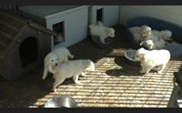 olbia sedici cuccioli abbandonati volontari lida lanciano appello aiutateci