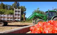 mogoro pomodoro da industria per la nuova campagna la sfida la qualit
