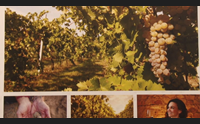 vinitaly a verona il primo cangrande ad una produttrice sarda