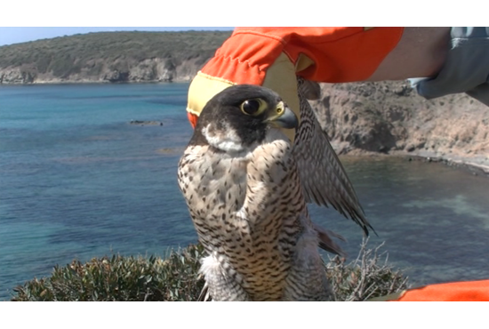 Santantioco Torna In Libertà Il Falco Pellegrino Curato