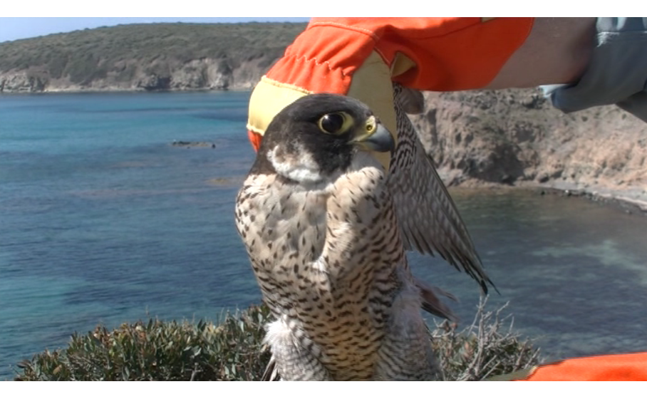 Santantioco Torna In Libertà Il Falco Pellegrino Curato