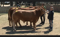 ozieri la fiera dei bovini da carne al vertice dell allevamento italiano