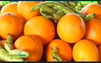 sardegna verde 2017 puntata 16 parte 2 villacidro 23 04 2017
