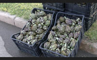 masainas tradizione e cucina con il carciofo risorsa del territorio