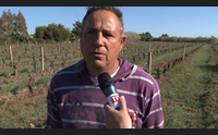 baratili san pietro vigne gelate addio vendemmia per la vernaccia