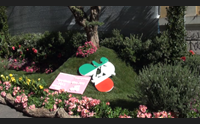 olbia in fiore il centro veste la maglia rosa per il giro d italia