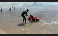estate sicura sulle spiagge ecco i cani che salvano la vita in mare
