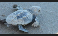 aspettando le caretta caretta segnalate gli avvistamenti