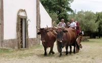 sardegna verde a borore