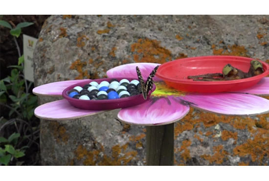 Parte La Nuova Stagione Della Butterfly House L Unione Sarda It