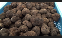 a laconi il business del tartufo ma manca una legge sulla raccolta