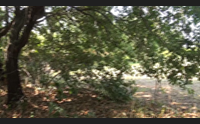 sassari attorno alla vecchia quercia ora c un area verde