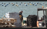 olbia nuove concessioni ai mitilicoltori crescono i posti di lavoro