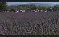 la lavanda di elvio a riola sardo si respira l aria della provenza