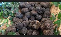 nurallao la mostra del tartufo oro nero del sarcidano