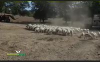 sardegna verde 2017 puntata 29 parte 2 pattada 23 07 2017