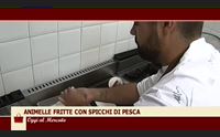 oggi al mercato 2017 25 luglio