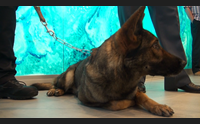 alghero al riviera del corallo in servizio i cani antidroga della gdf
