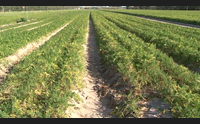 coldiretti e agrinsieme comparto in ginocchio risorse insufficienti