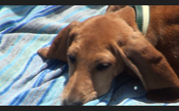 colpo di calore il veterinario rischio elevato proteggete i cani