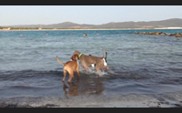 sant anna arresi benvenuti cani la spiaggia animal friendly