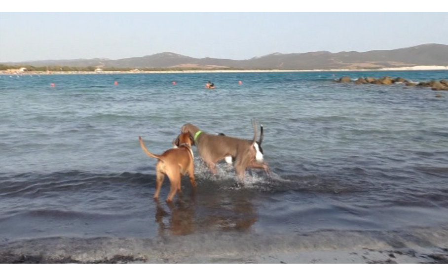 Santanna Arresi Benvenuti Cani La Spiaggia è Animal