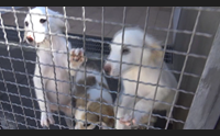 cagliari non c posto al canile comunale tanti cuccioli cercano casa