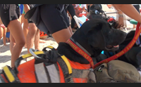poetto di quartu soccorso in mare ecco come i cani ci salvano la vita