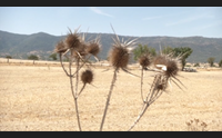 agricoltura verso il tavolo verde servono risorse certe