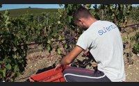 vendemmia calo della produzione ma si spera nella qualit