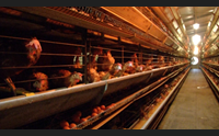 fipronil l azienda prudente le uova ritirate dal mercato