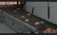 fipronil nelle uova sarde coldiretti aspettiamo i risultati delle analisi