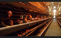 fipronil gli esami dello zooprofilattico lieve contaminazione