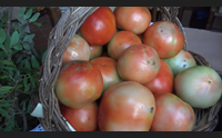 maracalagonis pane e pomodoro una festa per i prodotti locali