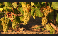 benvenuto vermentino a olbia si brinda con le eccellenze italiane