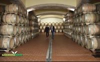 nella cantina di dolianova