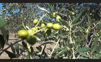 al via la raccolta delle olive produzione in calo per la siccit