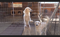 gonnosfanadiga il cuore non basta appello per i cani del rifugio