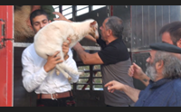 posada sa paradura per elia dopo il furto ecco il nuovo gregge