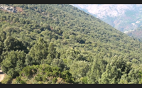 la ricetta di seulo nuovo sviluppo rendendo produttive le foreste