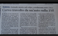 nuorese troppi animali sulle strade ogni giorno si rischia la vita