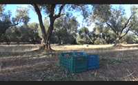 gonnosfanadiga la citt dell olio si prepara alla sagra delle olive