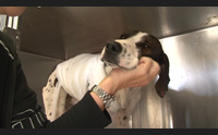 oristano una speranza per freccia il cane trafitto con un arpione